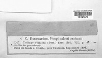 Microbotryum violaceum image